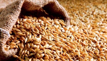 Аграрный фонд планирует закупить более 55 тысяч тонн зерна пшеницы нового урожая