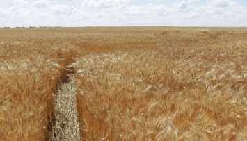 На Днепропетровщине засеяли яровой пшеницы в полтора раза больше плана