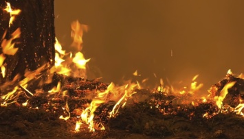 На Киевщине - лесной пожар, пожарные спасли женщину