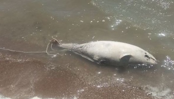 В Мариуполе в акватории моря начался мор дельфинов