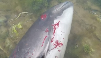 В Черном море из-за действий захватчиков погибли десятки тысяч дельфинов - эколог
