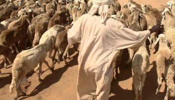 У побережья Судана затонуло судно с 16 000 овец