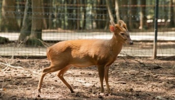 В Киевском зоопарке родился детеныш оленя вида мунтжак
