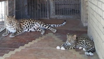 В зоопарке Николаева, родившийся в начале войны леопард, начал принимать посетителей