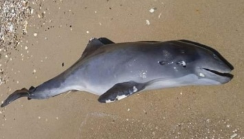 Из-за российской агрессии в Черном море погибли не менее трех тысяч дельфинов - ученый