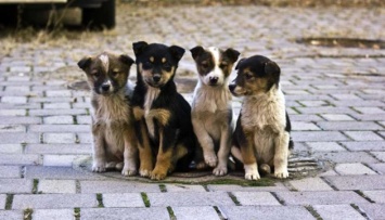 Украина будет контролировать количество бездомных животных гуманными методами