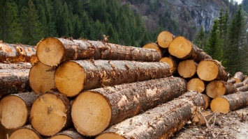 Необроблена деревина, як цінний бізнес-ресурс