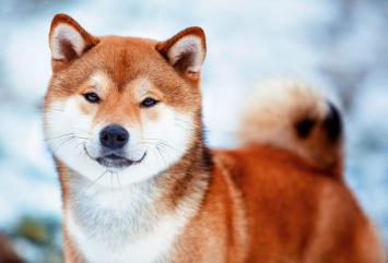 Японська порода собак, що завойовує світ