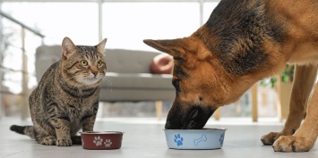 Здоровое питание для собак и кошек: обзор сухих кормов, их классов, состава и специальных диет